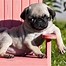 Image result for Cutest Dog Breeds On Earth