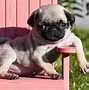Image result for Cutest Dog in World