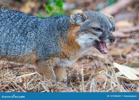 Endangered Species: Island Fox on the Prowl in Channel Islands National ...