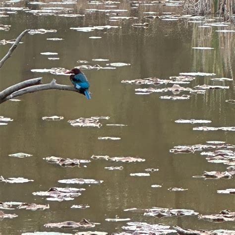 THE BLACKBUCK LODGE (Velavadar) - Hotel Reviews & Photos - Tripadvisor