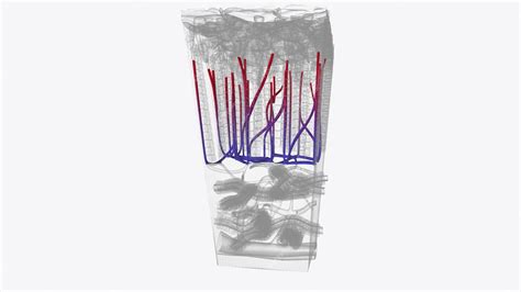 Sinusoidal capillaries sometimes referred to as sinusoids or ...