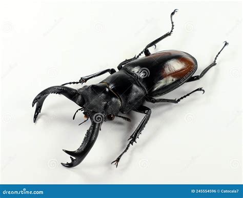 Isolated Giant Stag Beetle Hexarthrius Parryi from Indonesia. Lucanidae ...