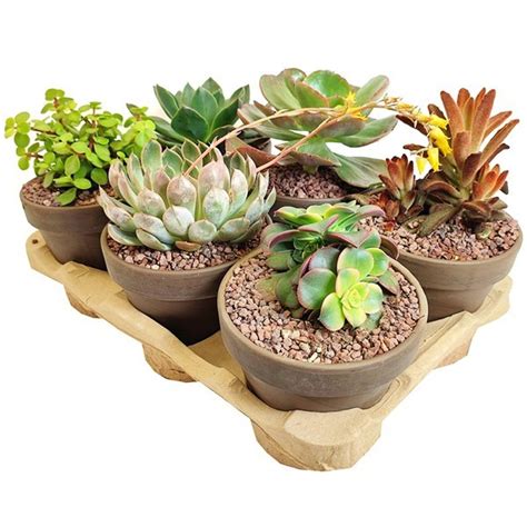 Succulents MIX — Plant Wholesale FlorAccess