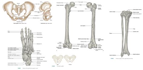 Bones That Make Up The Appendicular Skeleton - Mugeek Vidalondon