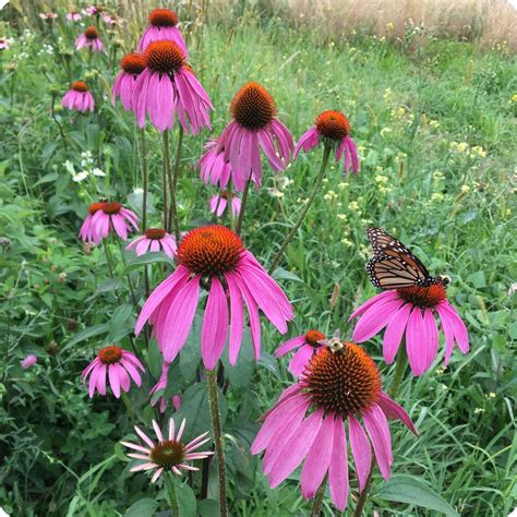Echinacea ( Purple Cone Flower ) Seeds – Heirloom Untreated NON-GMO ...