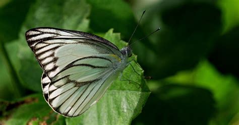Fixing the nitrogen cycle - Azim Premji University