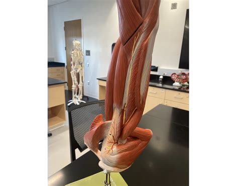 Image result for Human Arm Muscle Model