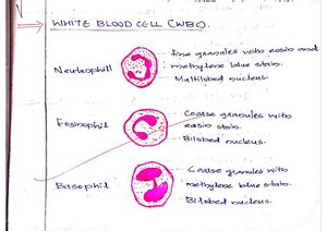 circulation note - Circulatory System Allchordates have a circulatory ...
