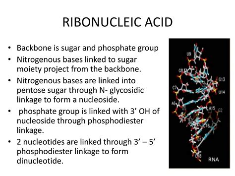 Basic Structure of RNA 的图像结果