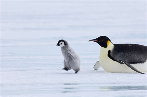 Emperor Penguin Chick