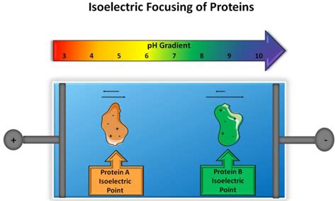 Isoelectric Point Separations of Peptides and Proteins