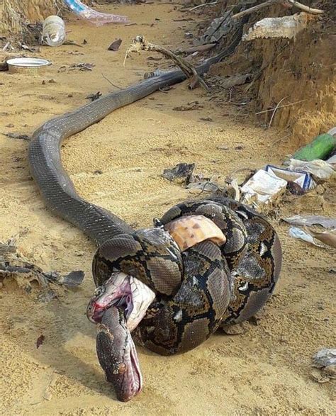 Python Kills Cobra 的图像结果