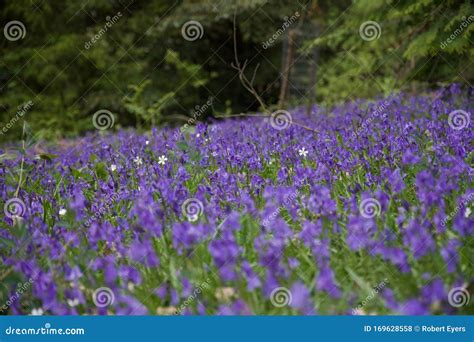 Parche De English Common Bluebells Hyacinthoides Non Scripta Foto de ...