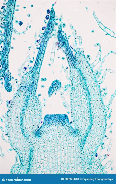 Image result for Different Tissues Under Microscope