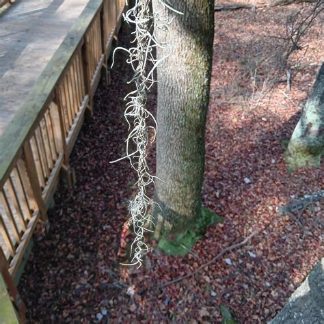 Spanish Moss Swamp (2026) - Alles wat u MOET weten voordat je gaat (met ...