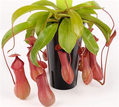 Nepenthes Pitcher Plants