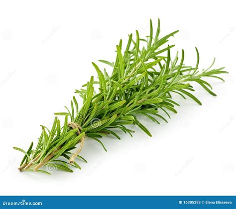 Rosemary Sprigs Stock Photos - Image: 16305393
