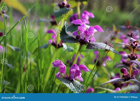 Purple Dead Nettle Lamium Purpureum Edible Weed in the Spring or Summer ...