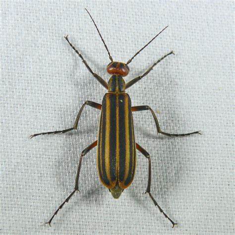 Family Meloidae - Blister Beetles | Prairie Haven