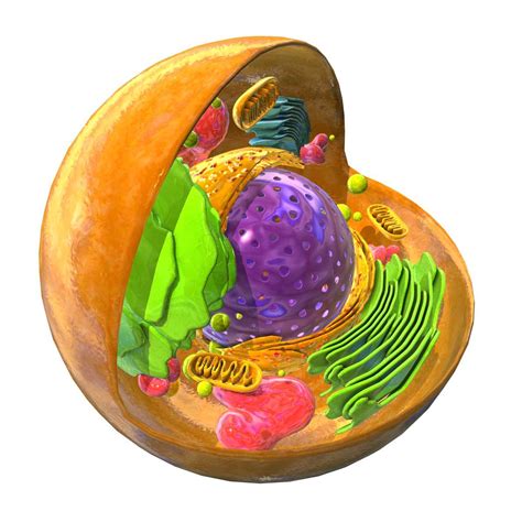 animal eukaryote cell 3d model