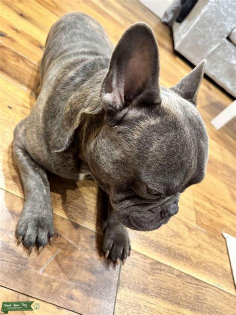 Blue Brindle French Bulldog - Stud Dog in London, the United Kingdom ...