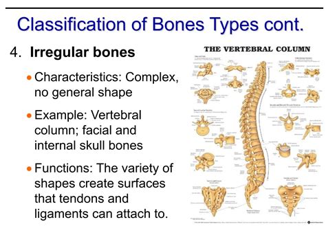 THE SKELETAL SYSTEM - The functions of bone Classification and ...