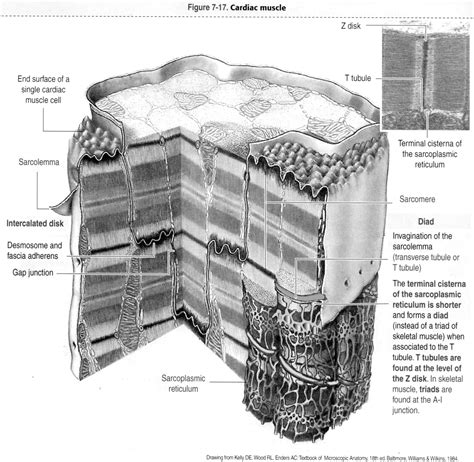 Microscope Labeled Diagram 的图像结果