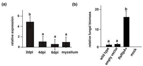 The RsRlpA Effector Is a Protease Inhibitor Promoting Rhizoctonia ...