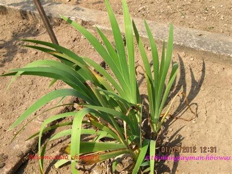 Medicinal Plant Details
