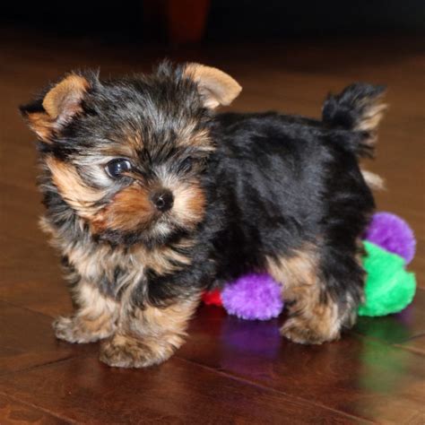 Yorkie with groomed coat