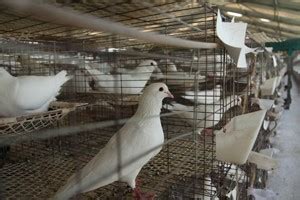 2019年肉鸽养殖前景如何_种鸽-肉鸽-天成鸽业养殖基地