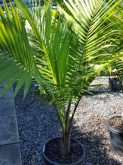 Are Majesty Palms Outdoor Plants at Micheal Weston blog