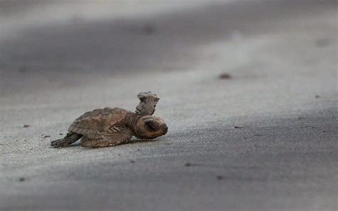 Visit Anjarle Beach That Shines Like A Diamond Where Turtles Nest And ...