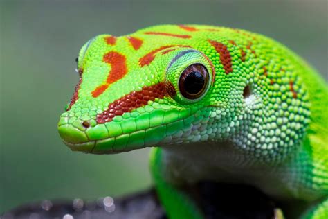 Tiny dinosaurs: this is the world of lizards