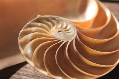Image result for Fibonacci Shell