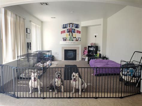 Dog Play Room Ideas