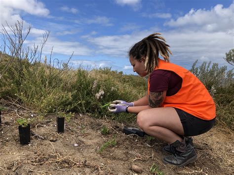 Tree-Planting Day 的图像结果