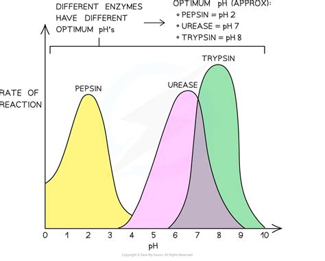 Image result for PH and Enzyme Function