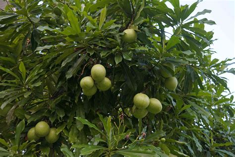 Is the 'Suicide Tree' From 'The White Lotus' Is Real?