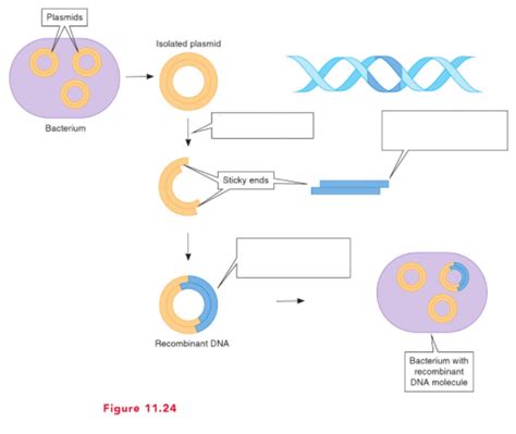 Recombinant DNA 的图像结果