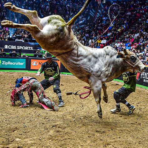 Biggest Bucking Bull In The World Understanding PBR Bucking Bull