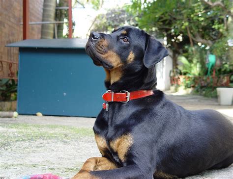 What Is The Habitat Of A Dog Called? A Simple Guide