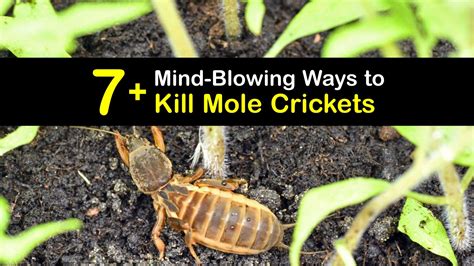 Getting Rid of Mole Crickets - Clever Mole Cricket Removal Guide