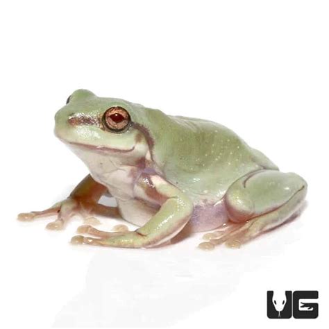 Image result for Snowflake Dumpy Tree Frog