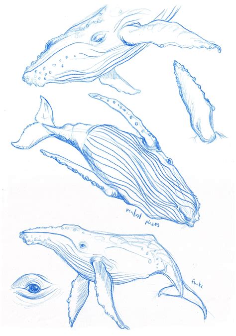 How To Draw A Humpback Whale Humpback Whale Art Print | Black And