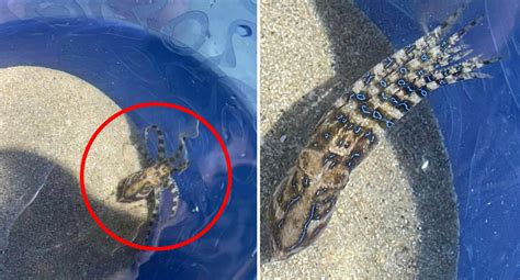 Image result for Blue-Ringed Octopus Attack