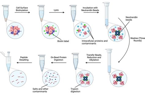 Image result for Cell Surface Protein Staining Tracking