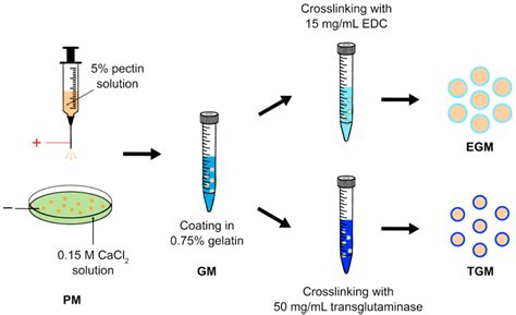 Development of Gelatin-Coated Hydrogel Microspheres for Novel Bioink ...
