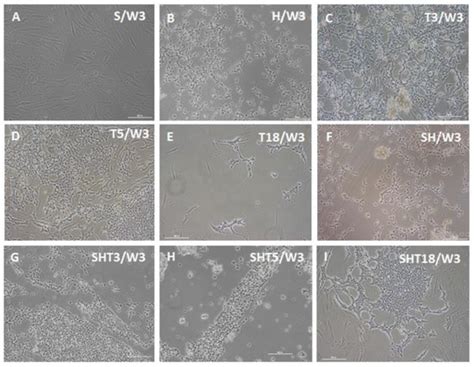 Conversion of Unmodified Stem Cells to Pacemaker Cells by ...