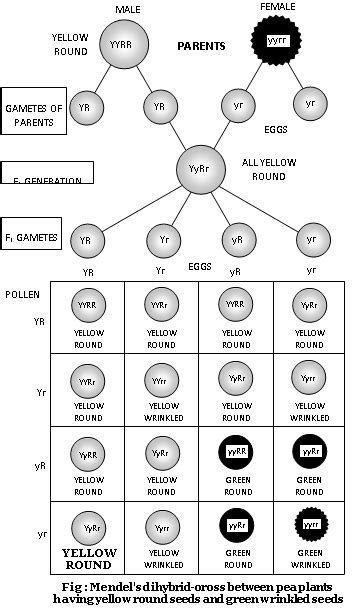 How many genotypes are represented only once in the Mendelian dihybrid ...